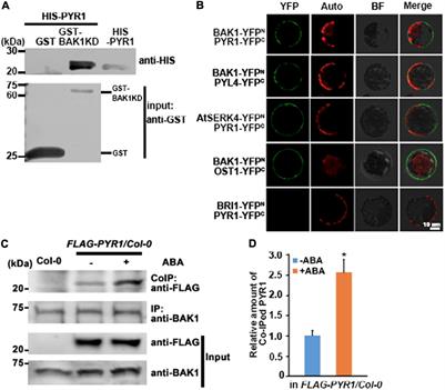 Frontiers | Brassinosteroid-Insensitive 1-Associated Receptor 